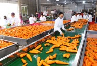 Nông sản sấy khô dễ bán hơn hàng tươi