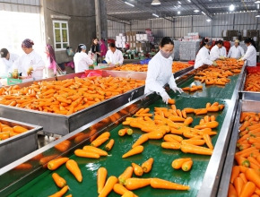 Nông sản sấy khô dễ bán hơn hàng tươi